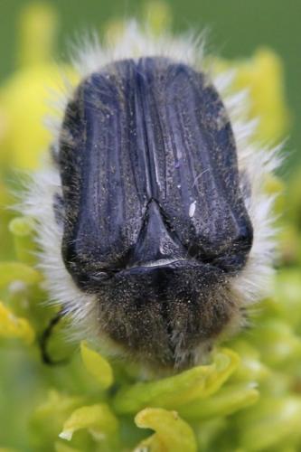 Tropinota squalida